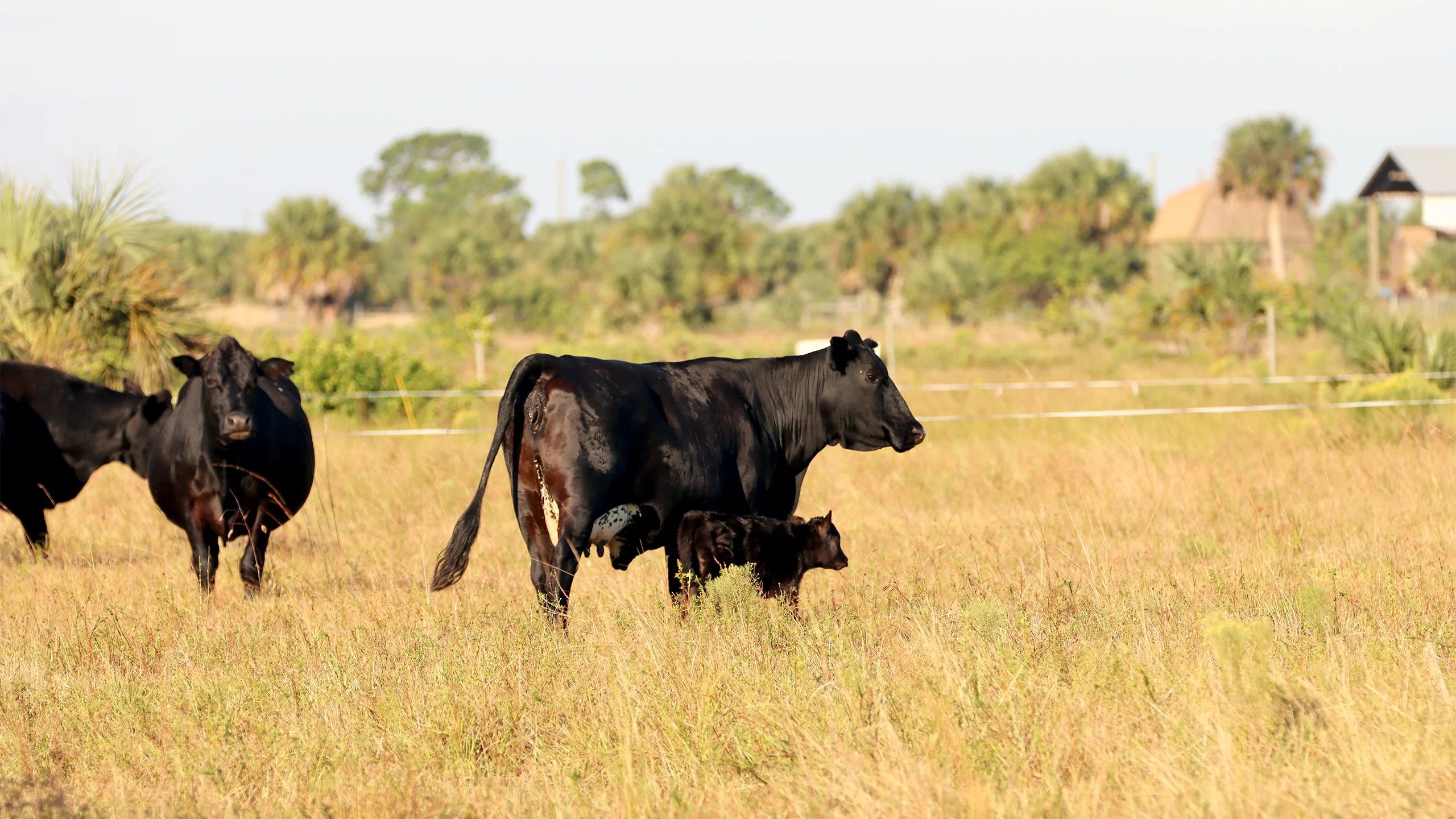 Cow and calf grazing in a pasture at Platt Ranch near Master’s Stables in Fellsmere FL.
